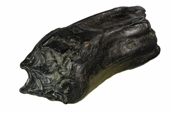 Pleistocene Aged Fossil Horse Tooth - Florida #123240